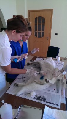Vullnetaret Lorena Xharja Veterinere gjate sterilizimit | Foto nga : Gezim Kabashi