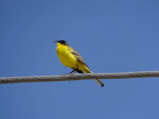 Yellow Wagtail (Motacilla flava), Bishtatundesi i verdhe. Foto Kortezi: Shoqata Shqiptare e Orintologjisë/Facebook