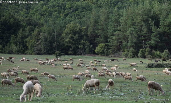 Kullotat e deleve të para pranë kufirit Maqedoni-Shqipëri.Shtator 2016. Foto: Ivana Dervishi/BIRN