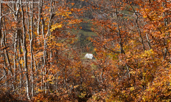 Peizazhi i vjeshtak i Lëpushës. 16 tetor 2016. Foto: Ivana Dervishi/BIRN