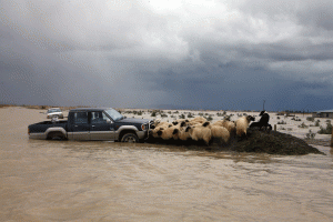 Një tufë me dele po përpiqen t'i shpëtojnë lumit në Darëzezë, Fier, më 2 shkurt 2014. (AP Photo/Hektor Pustina)