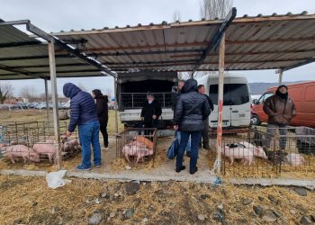 ‘Cilësia nuk matet me sy’: Problemet me tregtinë e gjësë së gjallë