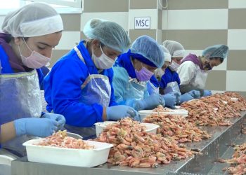 Punësimi i të miturve në fabrikën e karkalecave alarmon aktivistët