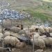 Në foto: Mijëra qytetarë mblidhen për kurban dhe pelegrinazh në malin e Tomorrit