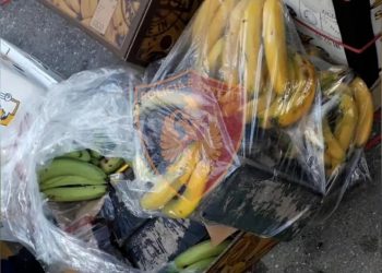 Kokaina në Durrës, shpallet në kërkim pronari i kompanisë që importonte banane