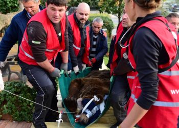 Ariu i fundit shqiptar në robëri transportohet drejt Austrisë