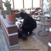 Policia e Durrësit arreston 8 persona për shpërndarje kokaine në lokale