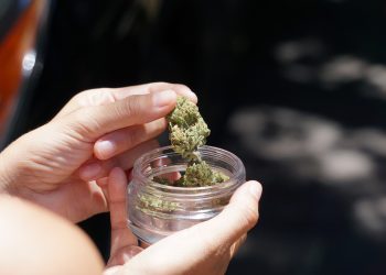 Opozita kundërshton projektin e qeverisë për legalizimin e kanabisit