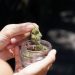 Opozita kundërshton projektin e qeverisë për legalizimin e kanabisit