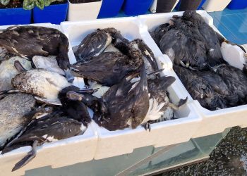 Die Behörden verschließen die Augen vor dem illegalen Handel mit Wildvögeln