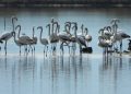Biodiversiteti kërcënohet nga zhvillimi dhe keqmenaxhimi -thekson raporti