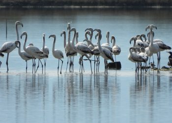 Biodiversiteti kërcënohet nga zhvillimi dhe keqmenaxhimi -thekson raporti