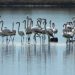 Biodiversiteti kërcënohet nga zhvillimi dhe keqmenaxhimi -thekson raporti