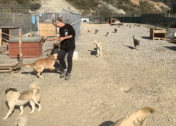 Kafshët e braktisura: Nga helmimi masiv tek shpresat për një strehë