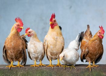 Zbulohet një vatër e gripit të shpendëve në Tiranë