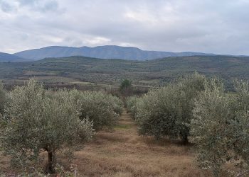 Mungesa e krahut të punës në Berat i lë ullinjtë në pemë