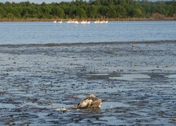 Përhapja e H5N1 rrezikon seriozisht shpendët e egër në Shqipëri