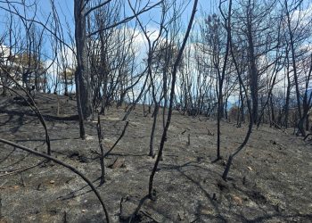 Pas zjarreve të mëdha, Shqipëria paralajmërohet të rrisë urgjent gatishmërinë