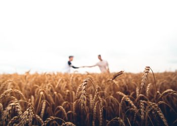 two persons standing on wheat field