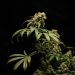 green plant in black background