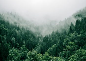 aerial photo of green trees