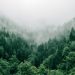 aerial photo of green trees