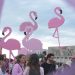 revulucioni i flamingove foto nga nensi bogdani