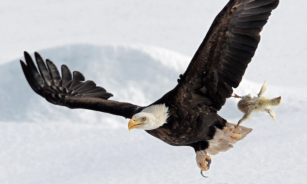 Një shqiponjë po fluturon me një pulë të ngordhur të kapur në dëborë në një fushë ferme më 26 shkurt 2015 në Nova Skotia të Kanadasë. (AP Photo/The Canadian Press, Halifax Chronicle-Herald, Tim Krochak)