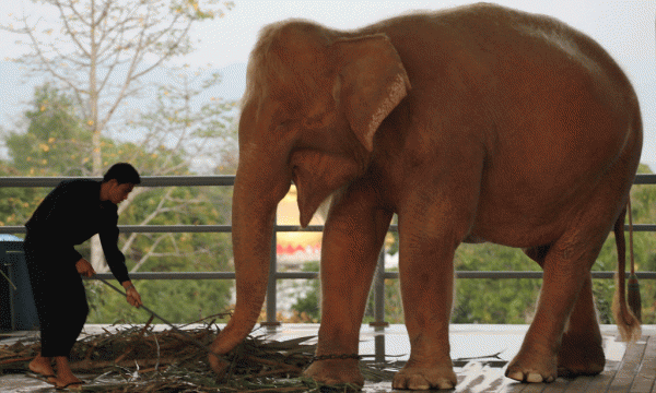 Një elefant i bardhë i Majmarit po ushqehet me bar në një kopësht zoologjik. Elefanti i rrallë u gjet në xhungël pak ditë më parë dhe është femër 7 vjeç. Foto e datës 27 shkurt 2015. (AP Photo/Apichart Weerawong) 