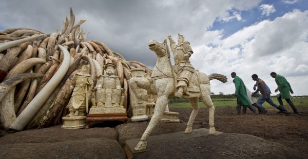 Dhëmbë fildishi të elefantëve dhe një statujë e bërë me fildish po bëhen gati për t'u djegur në parkun kombëtar të Nairobit, Kenia më 30 prill 2016. Presidenti i Kenias shkatërroi 105 tonë fildish elefanti dhe 1 ton brirë rinoqeronti në një deklaratë dramatike kundër vrasjes së specieve të rrezikuara për tregtinë e fildishit. (AP Photo/Ben Curtis)