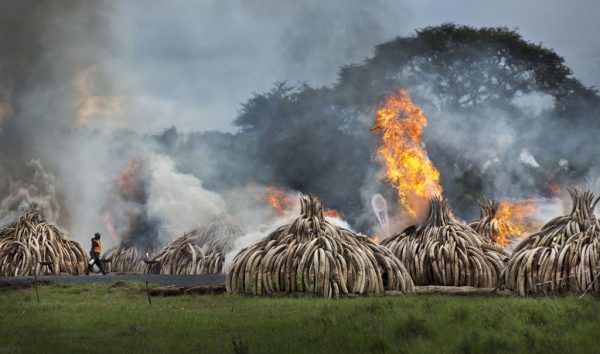 Brirë rinoqeronti dhe dhëmbë fildishi të elefantëve po digjen në parkun kombëtar të Nairobit, Kenia më 30 prill 2016. Presidenti i Kenias shkatërroi 105 tonë fildish elefanti dhe 1 ton brirë rinoqeronti në një deklaratë dramatike kundër vrasjes së specieve të rrezikuara për tregtinë e fildishit. (AP Photo/Ben Curtis)