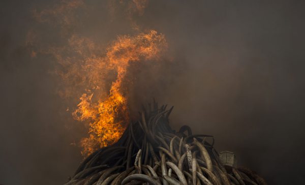 Brirë rinoqeronti dhe dhëmbë fildishi të elefantëve po digjen në parkun kombëtar të Nairobit, Kenia më 30 prill 2016. Presidenti i Kenias shkatërroi 105 tonë fildish elefanti dhe 1 ton brirë rinoqeronti në një deklaratë dramatike kundër vrasjes së specieve të rrezikuara për tregtinë e fildishit. (AP Photo/Ben Curtis)