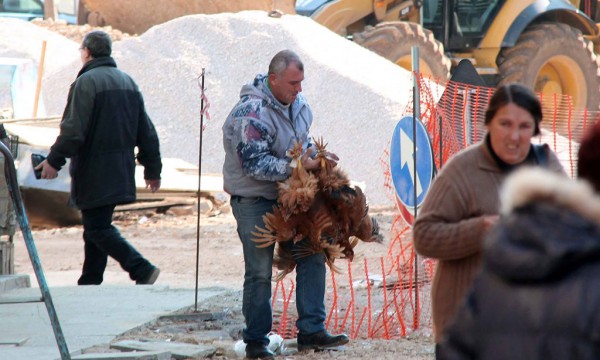 Nje tregtar duke shitur pula dhe gjela në Tiranë për festat e fundvitit më 25 dhjetor 2015. Zyrtarisht ai nuk ka të drejtë t'i vendosë gjelat në trotuar dhe duhet t'i mbajë në krahë për shkak se trotuari është "pronë e bashkisë". Foto: Malton Dibra/LSA
