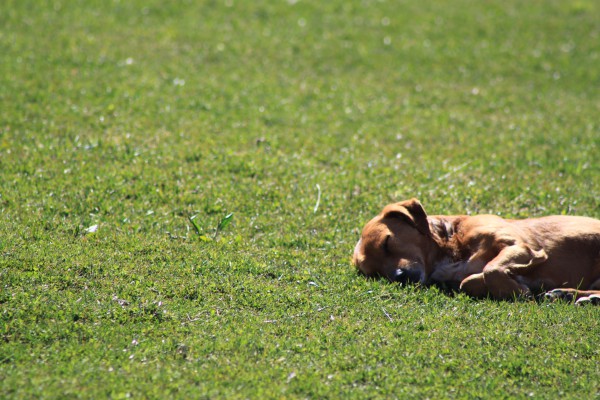 Një qen është shtrirë në një fushë të gjelbër teksa shijon rrezet e diellit, Tiranë, Shqipëri. Foto: Ivana Dervishi | BIRN.