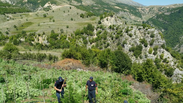 Policë duke korrur hashashin e mbjellë në zonën e Kurveleshit. 
