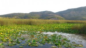 Liqeni i Shkodrës | Foto nga : Elvis Nabolli