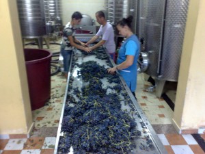 Procesi i seleksionimit të rrushit për verë
