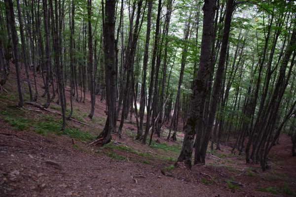 Shtegu nga ana e Thethit është i pyllëzuar -dendur. Foto: Gjergj Erebara/BIRN