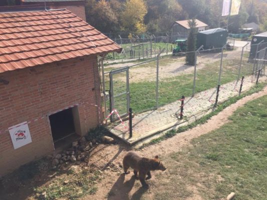 Një ari në qendrën e përkujdesit të kafshëve në Prishtinë. Foto: BIRN