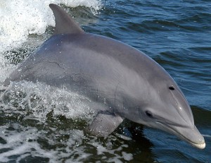 Delfin hundëshishe. Foto: Wiki Commons