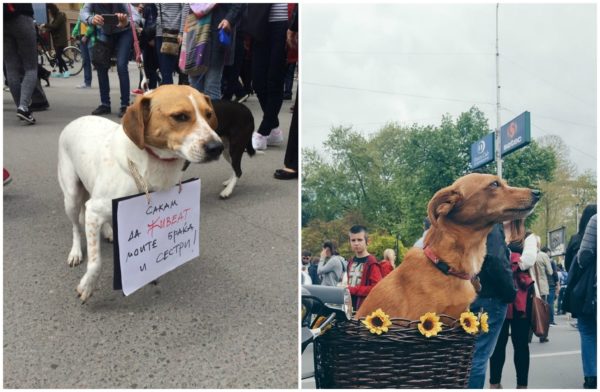 Protesta në Maqedoni në mbrojtje të kafshëve të rrugës. Foto: BIRN