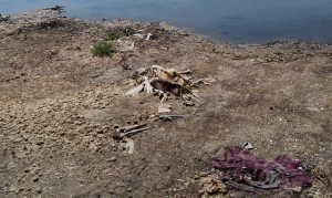 Mbetjet e një pelikani të vrarë në Ishullin e Pelikanit. Foto: Lindita Çela