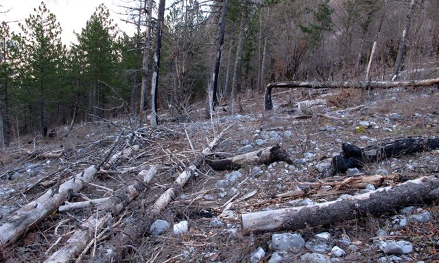 Pemë të prera dhe të djegura në pyllin e malit te Pecmarrës në Qukun e Valbones, pjesë e parkut kombëtar | Foto nga: Gent Shkullaku/LSA