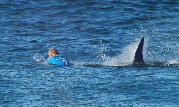 Në këtë sekuencë filmike të marrë nga një video e Lidhjes Botërore të Sërfit, sërfisti australian Mick Flanning gjendet i sulmuar nga një peshkaqen gjatë kampionatit botëror të sërfit të zhvilluar në Afrikën e Jugut më 19 korrik 2015. Sërfisti u përlesh me peshkaqenin pasi ky i fundit e rrëzoi nga bordi i sërfit por arriti të shpëtojë i padëmtuar. (World Surf League via AP) 