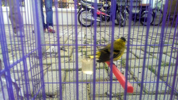 Zogj këngëtar të shitur në mënyrë të paligjshme nën hunë e autoriteteve në Tiranë | Foto nga: AOS